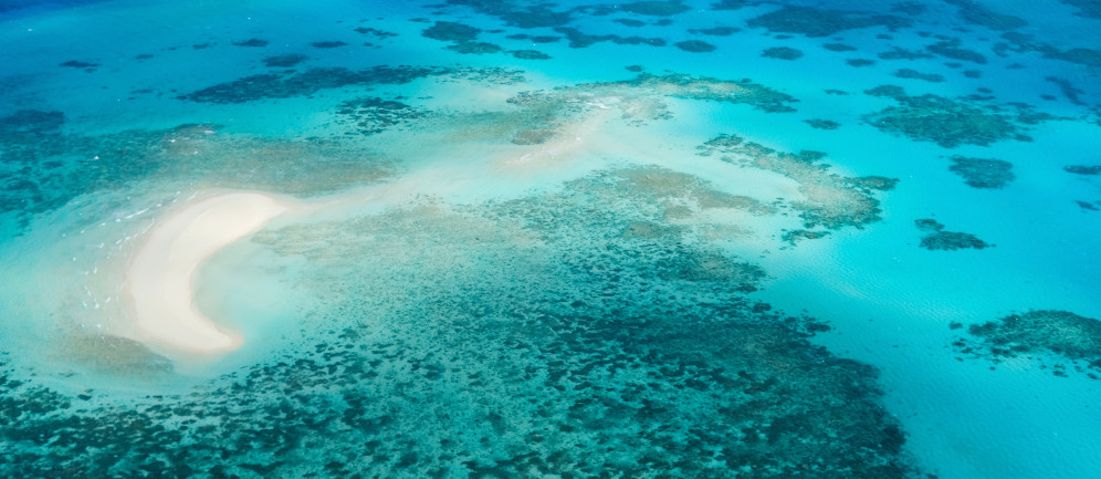 salvare il pianeta proteggendo la barriera corallina